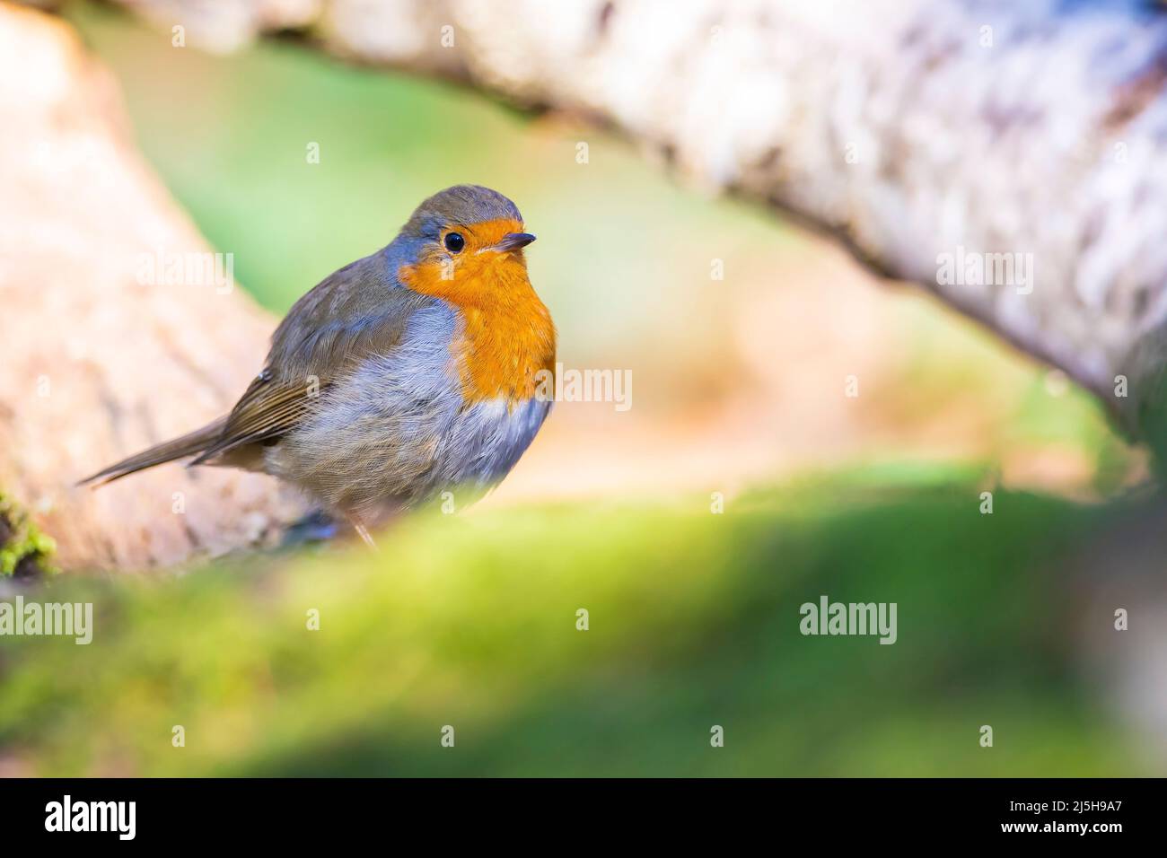 Europäischer Rotkehlchen Erithacus rubecula thront während der Paarungssaison im Frühling in Sonnenstrahlen. Stockfoto