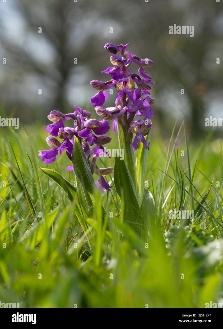 Geschützte grüne geflügelte Orchideen blühen im Frühling auf einer wilden Blumenwiese, Worcestershire, England. Stockfoto