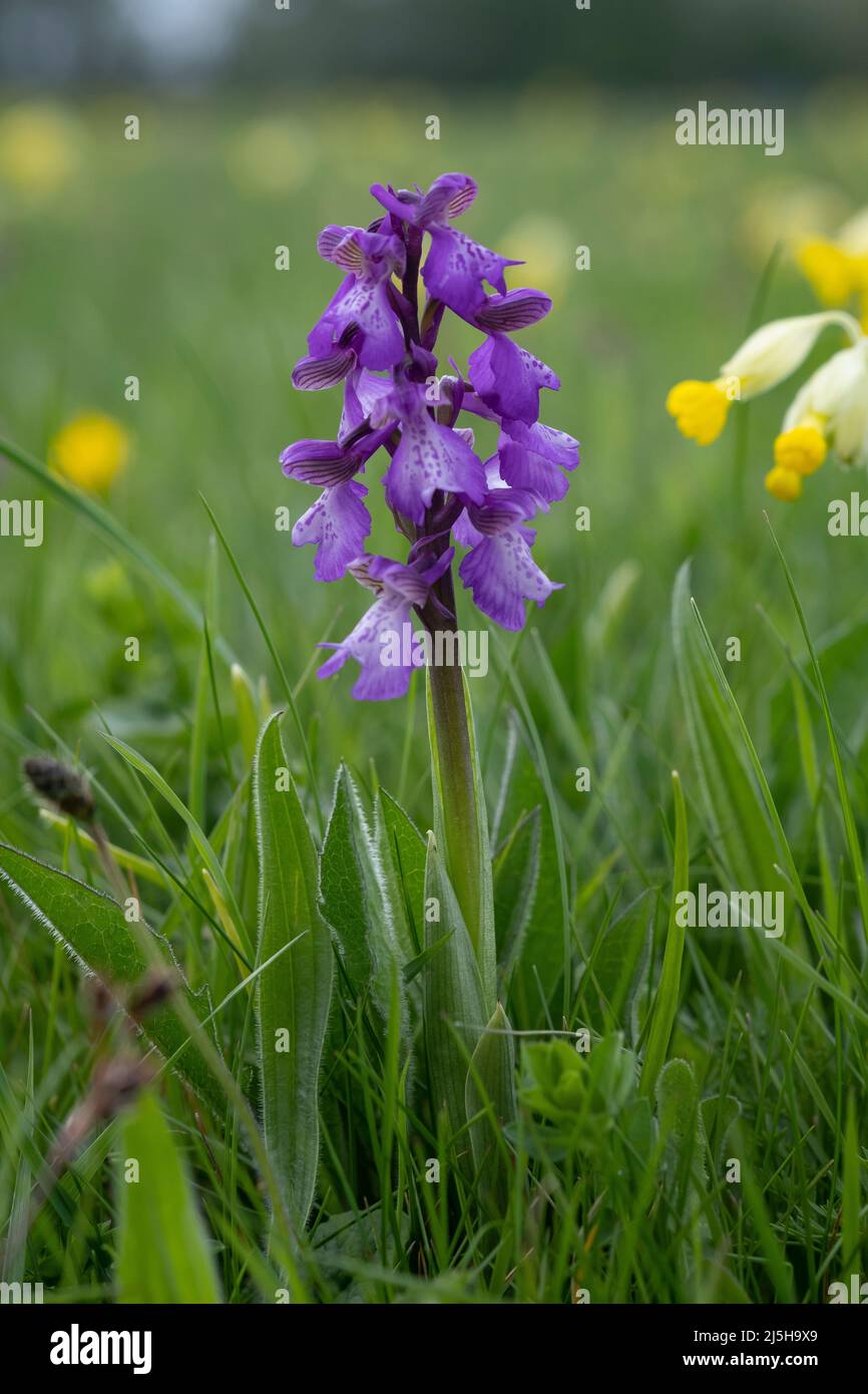 Geschützte grüne geflügelte Orchideen blühen im Frühling auf einer wilden Blumenwiese, Worcestershire, England. Stockfoto