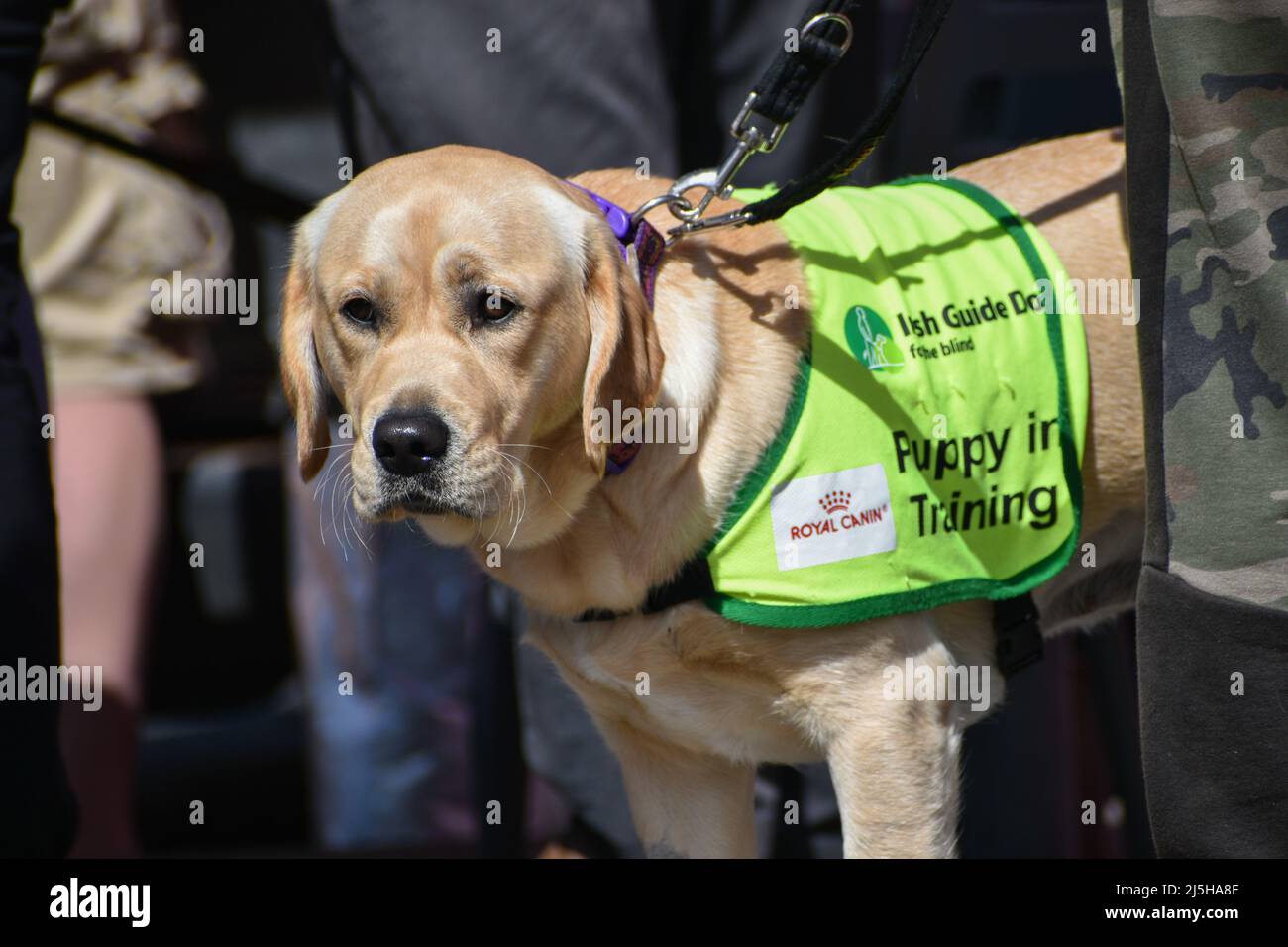 Irish Guide Hund in Welpen Ausbildung. Stockfoto