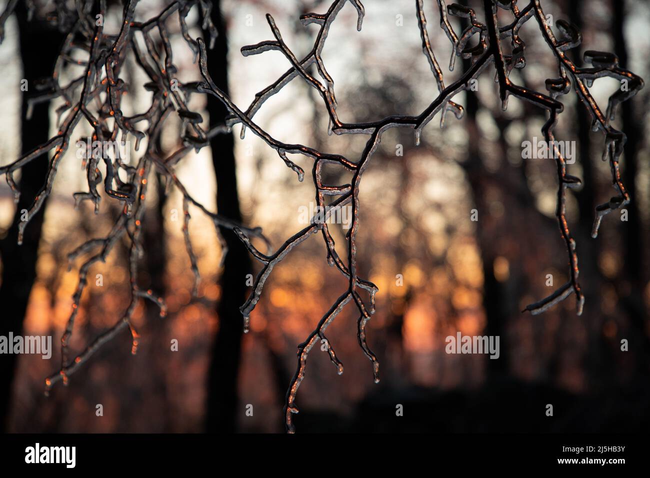 Sonnenaufgang Gipfel Durch Gefrorenen Winterwald Stockfoto