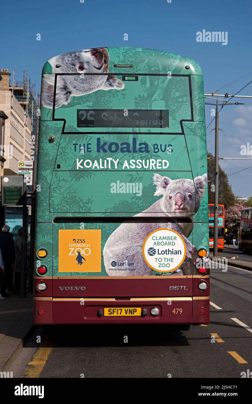 Der Koala Bus, Edinburgh Zoo Werbespot mit Koalas auf der Rückseite eines Lothian-Busses auf der Princes Street, Edinburgh, Schottland, Großbritannien. Stockfoto