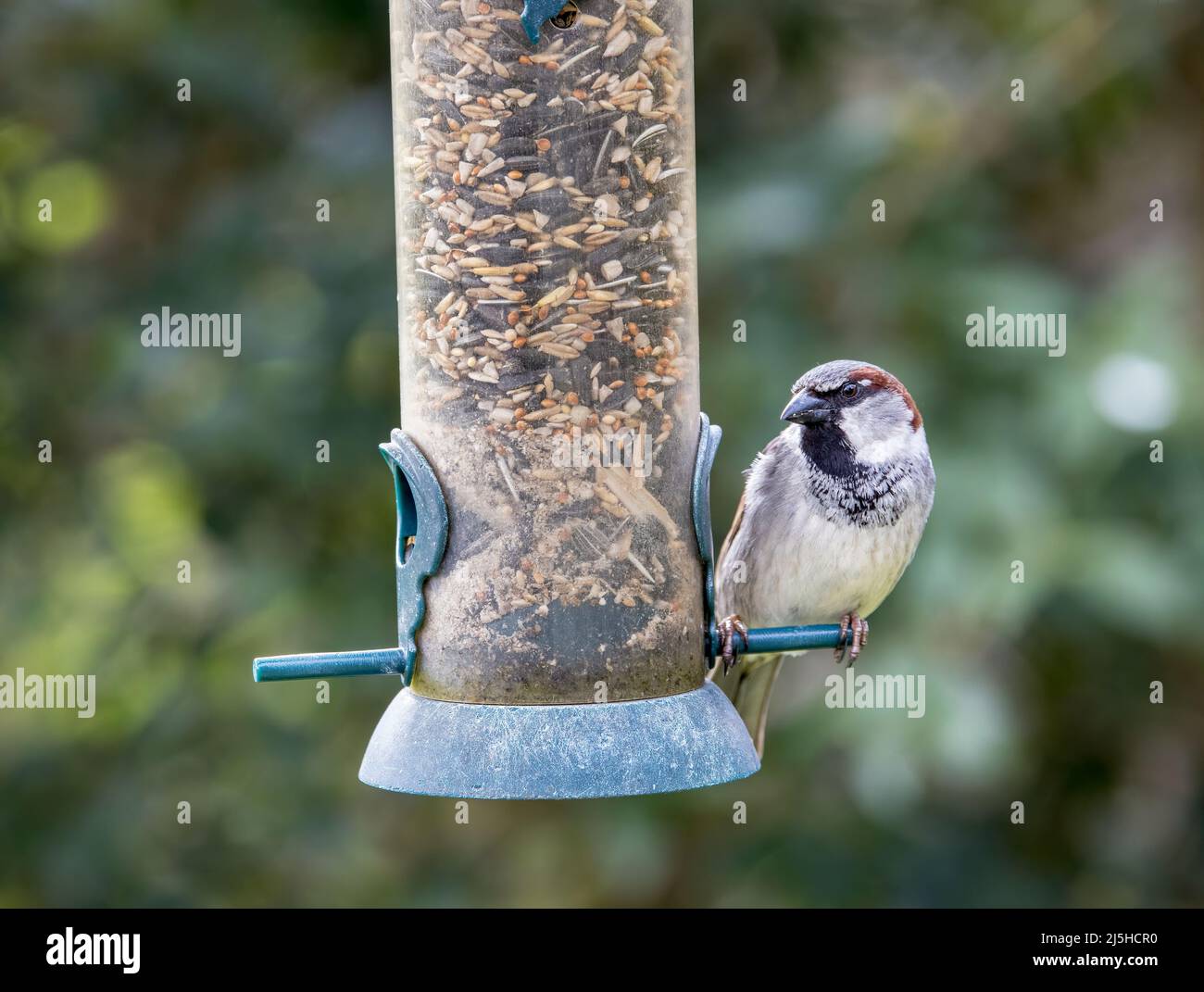 Haussperling, Passer domesticus, auf Gartenvogelfutterhäuschen, Wales, Großbritannien Stockfoto