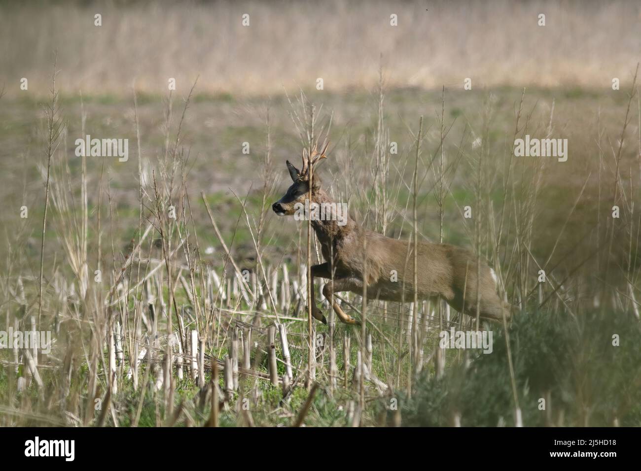 Springender Reh auf dem Feld Stockfoto