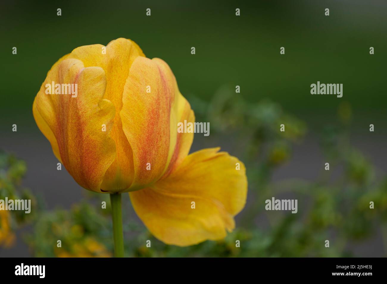 Yellow Tulip-Tulipa, Großbritannien Stockfoto