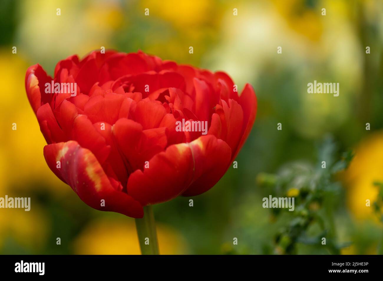 Rote Tulpe-Tulipa. Vereinigtes Königreich Stockfoto