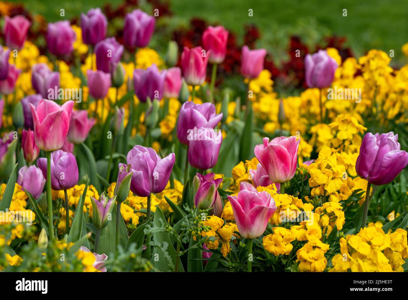 Rosa und violette Tulpen-Tulpen. Vereinigtes Königreich Stockfoto