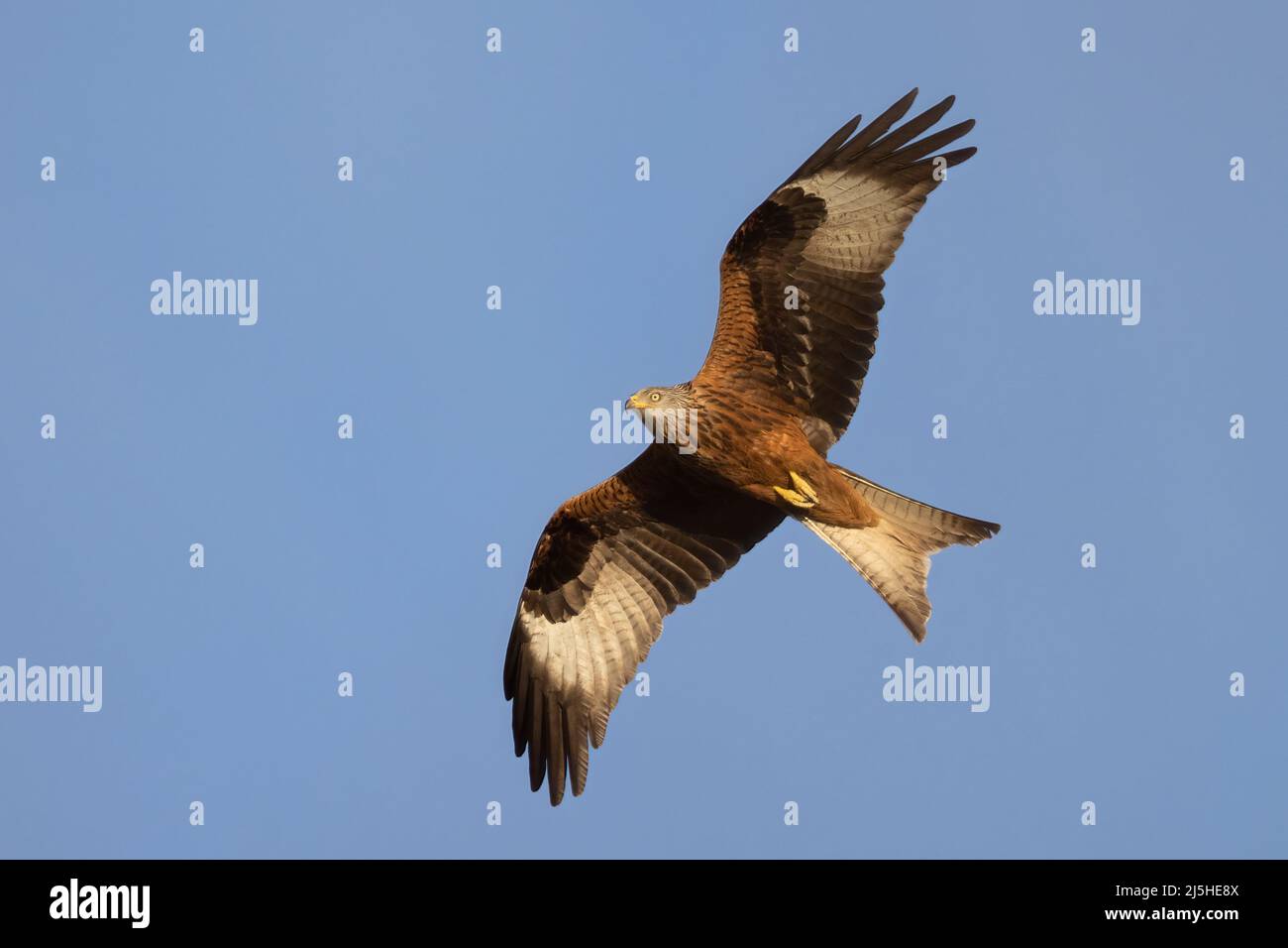 Der rote Drachen (Milvus milvus) ist ein mittelgroßer Greifvogel aus der Familie Accipitridae Stockfoto