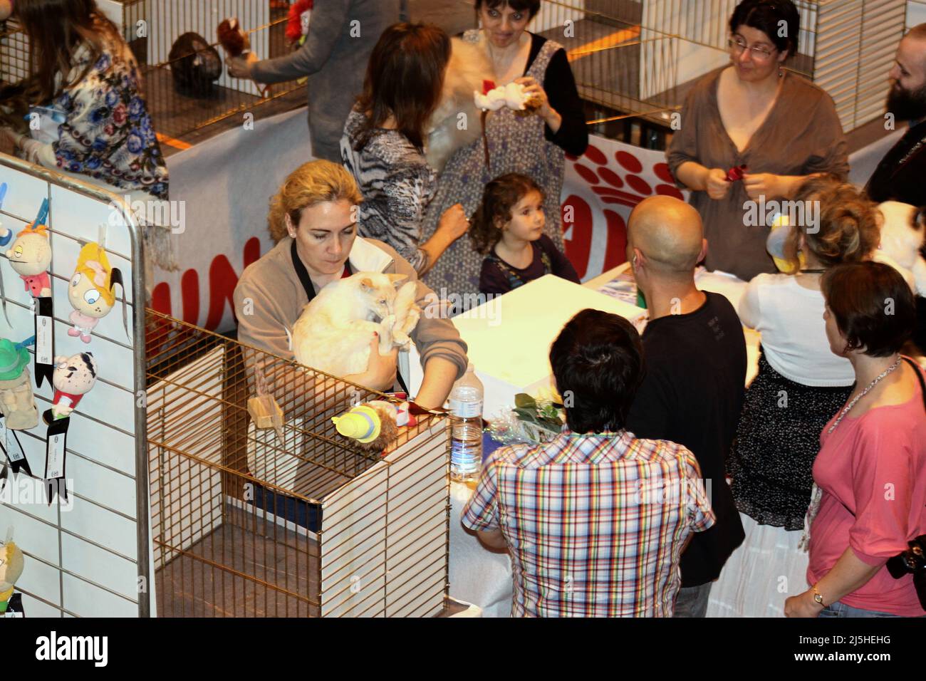 CAT Show : Gagny fête les Chats. Exposition féline internationale de 400 chats à Gagny Stockfoto
