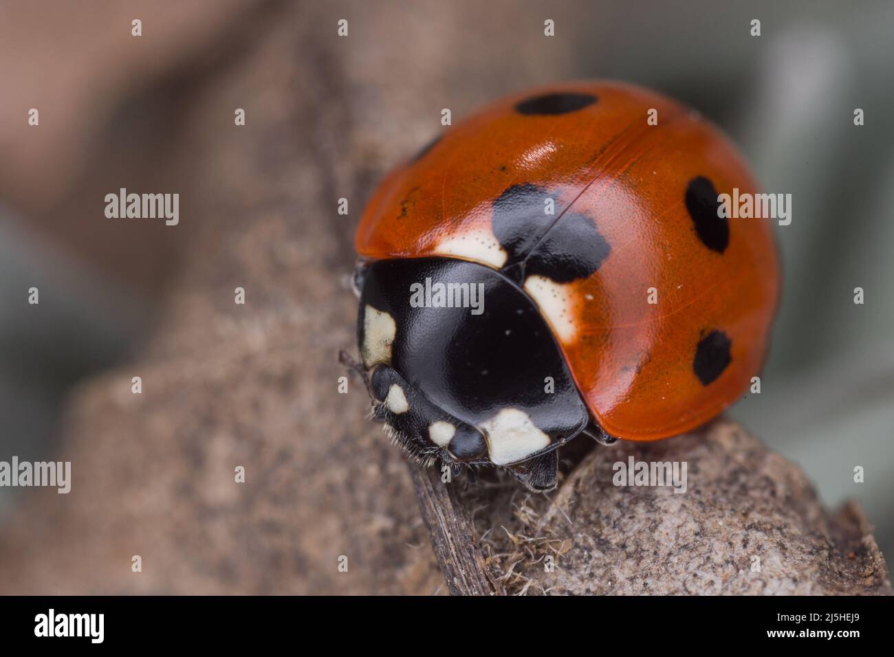 Marienkäfer (Coccinella septempunctata) mit sieben Flecken auf einem getrockneten Blatt in einem Garten in Hertfordshire. Stockfoto
