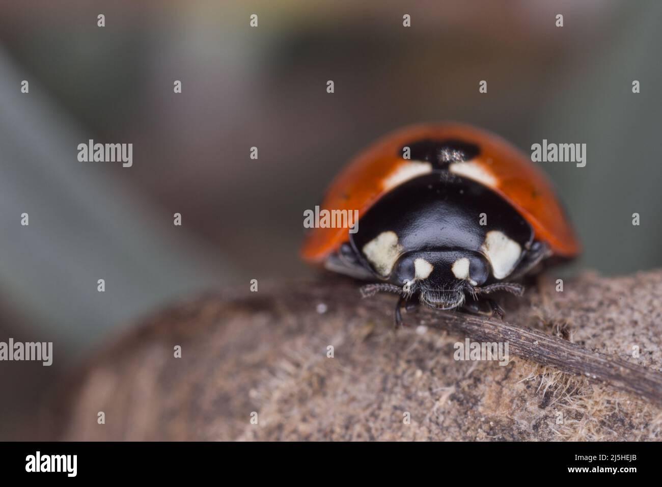 Marienkäfer (Coccinella septempunctata) mit sieben Flecken auf einem getrockneten Blatt in einem Garten in Hertfordshire. Stockfoto
