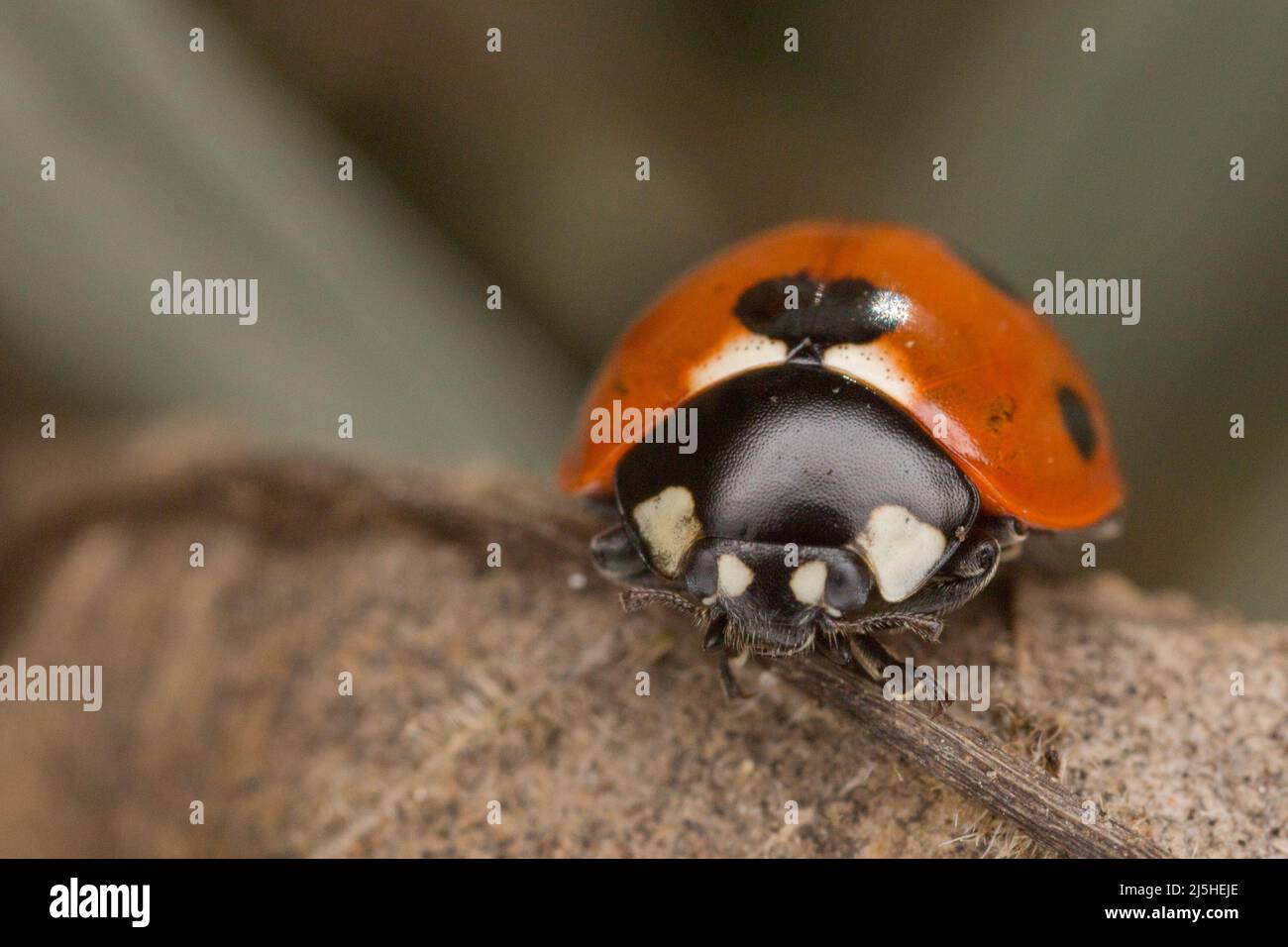 Marienkäfer (Coccinella septempunctata) mit sieben Flecken auf einem getrockneten Blatt in einem Garten in Hertfordshire. Stockfoto