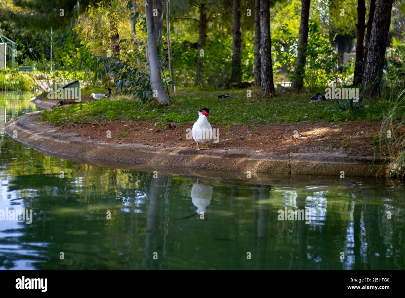 Weiße Ente, die in den Naturpark blickt Stockfoto