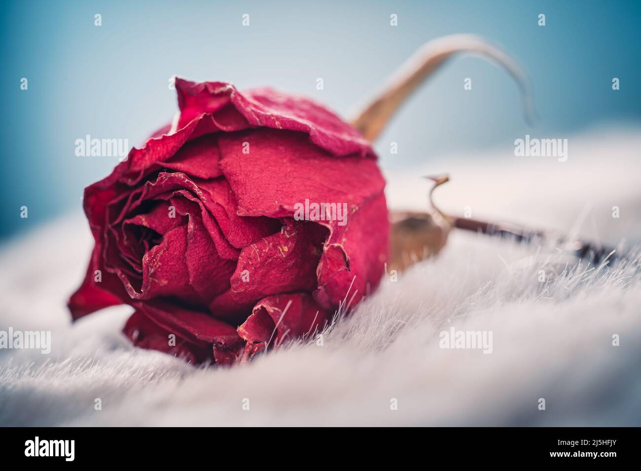 Getrocknete Blume rote Rose. Wird für Parfüms, Kosmetika, Tees und Bäder verwendet. Violett gefärbtes organisches Kraut. Isoliertes Makrofoto von oben Stockfoto