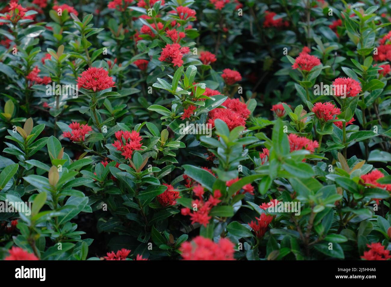 Asoka blumen Fotos und Bildmaterial in hoher Auflösung Alamy