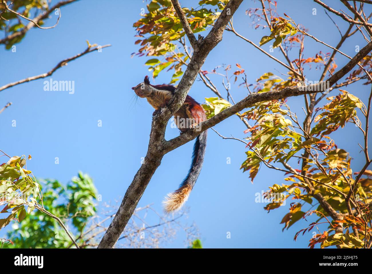 Malabar-Riesenhörnchen (Ratufa indica) oder Indisches Riesenhörnchen in seinem natürlichen Lebensraum im Nagarhole Forest Reserve, Karnataka, Indien. Stockfoto