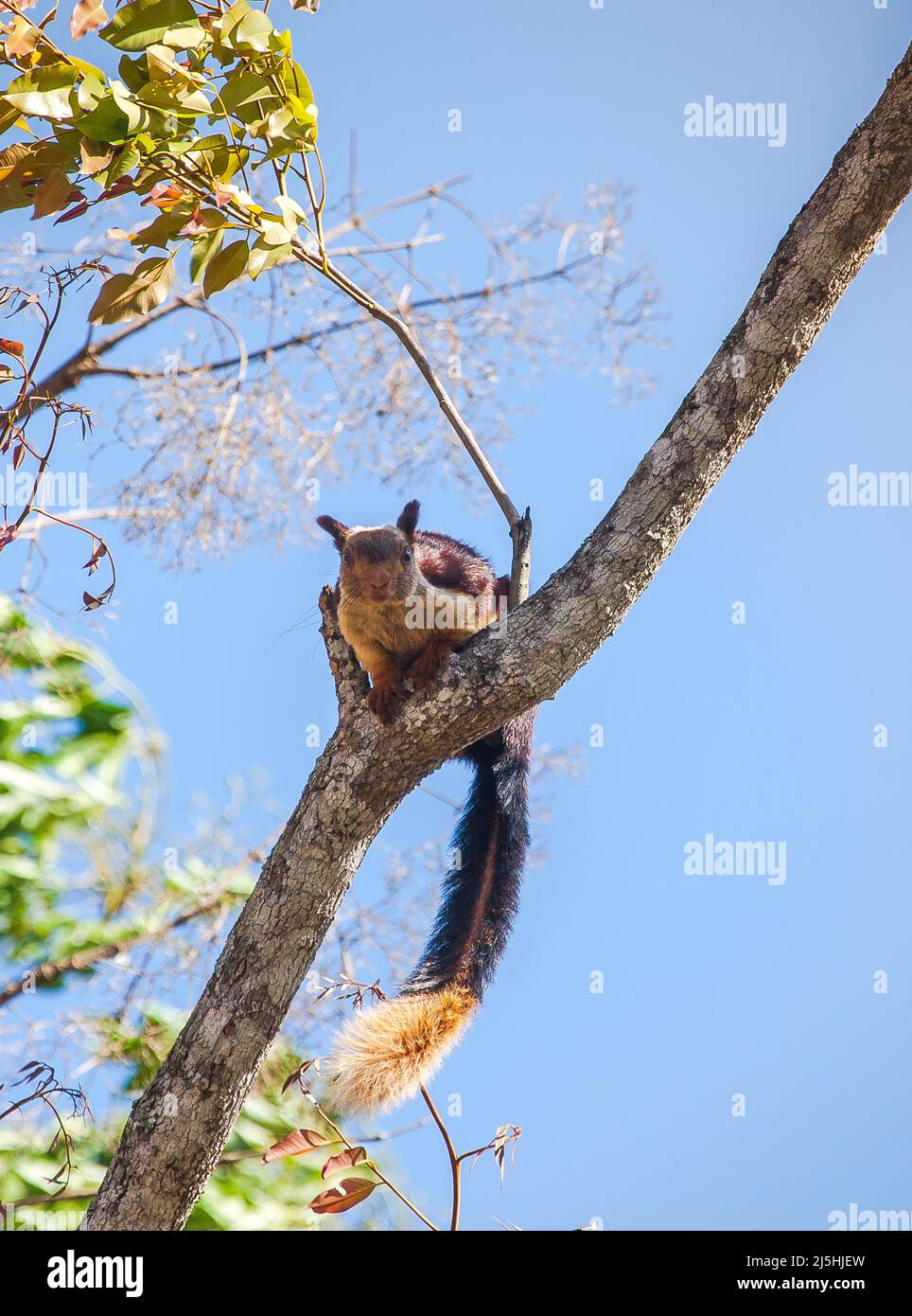 Malabar-Riesenhörnchen (Ratufa indica) oder Indisches Riesenhörnchen in seinem natürlichen Lebensraum im Nagarhole Forest Reserve, Karnataka, Indien. Stockfoto