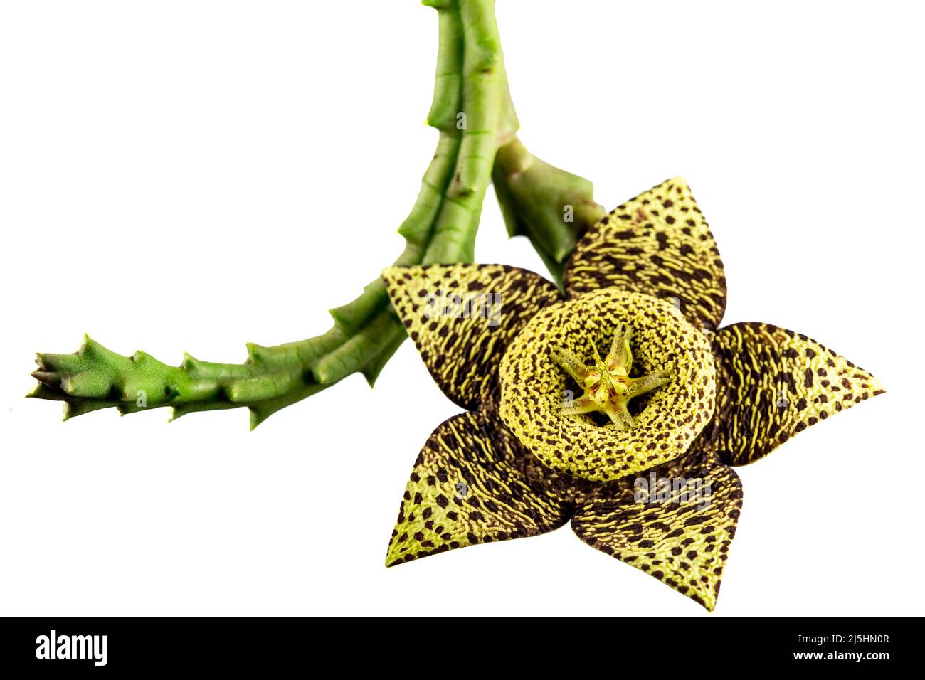 Der Seesterne Kaktus, Stapelia grandiflora, ist eine Sukkulente mit fnf  Bltenblttern, die einen eher unangenehmen Geruch verstrmen. Die Blten  sind rot bis braun und Stockfotografie - Alamy