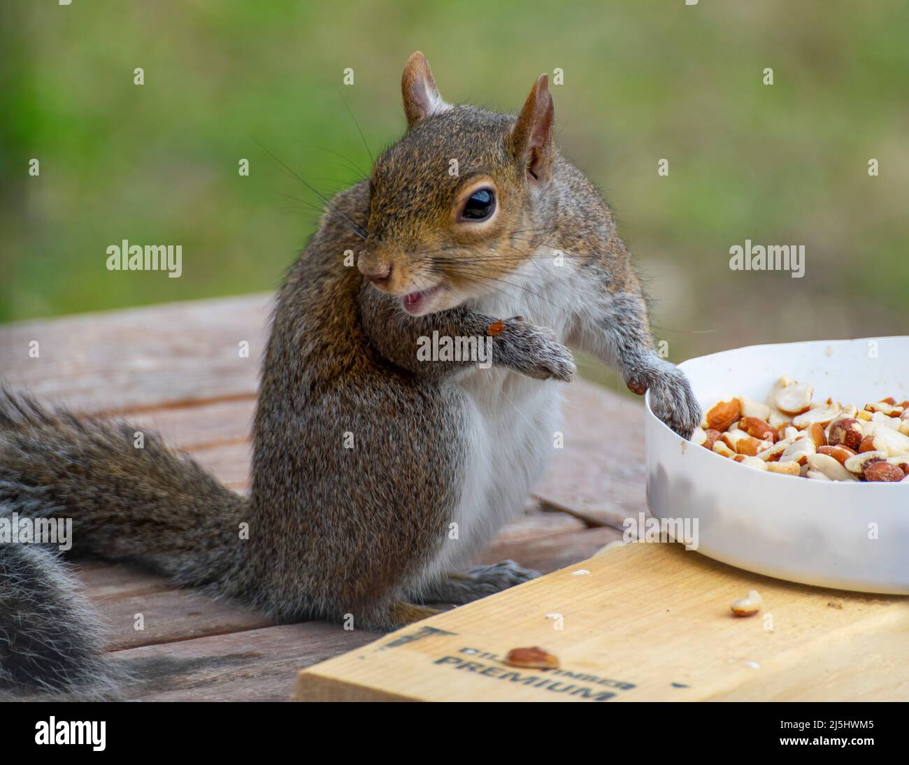 Graue Eichhörnchen essen Vogelfutter auf einem Baumstamm. Stockfoto