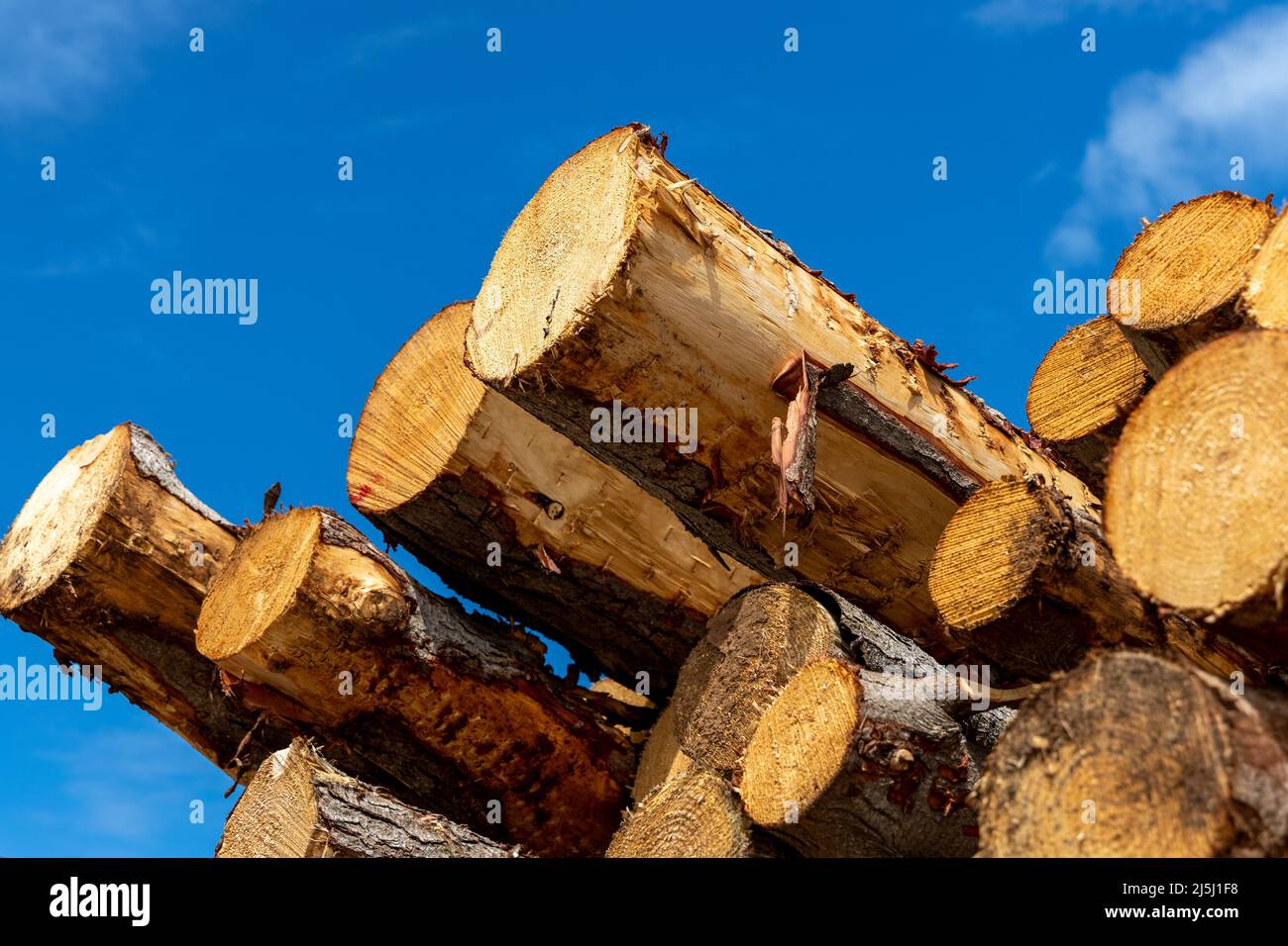 Am 20. 2022. Februar wurde in Südaustralien ein Stapel von Kiefern mit blauem Himmel frisch geschnitten Stockfoto