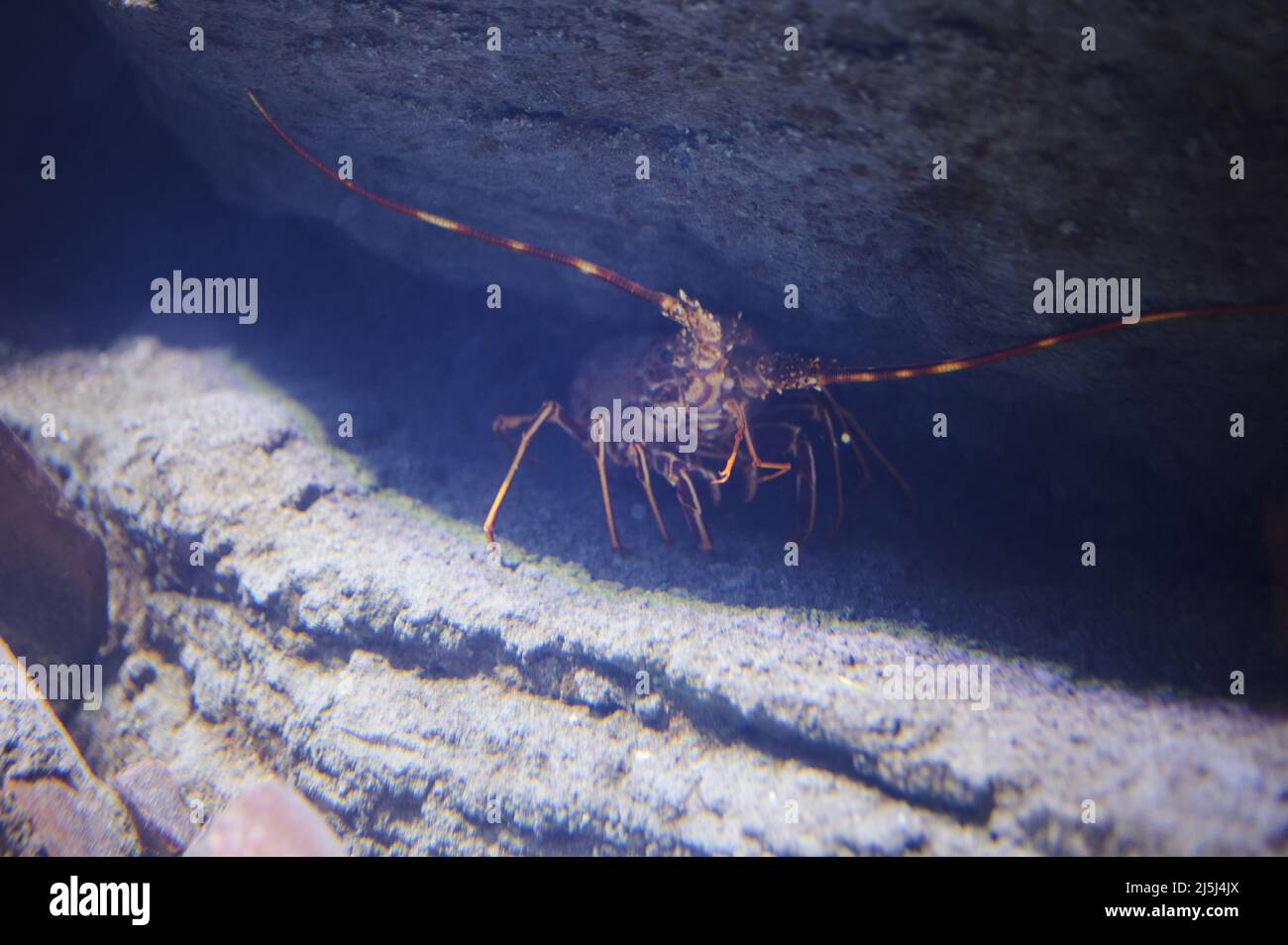 Hummerweg zwischen Felsen auf dem Meeresgrund Stockfoto