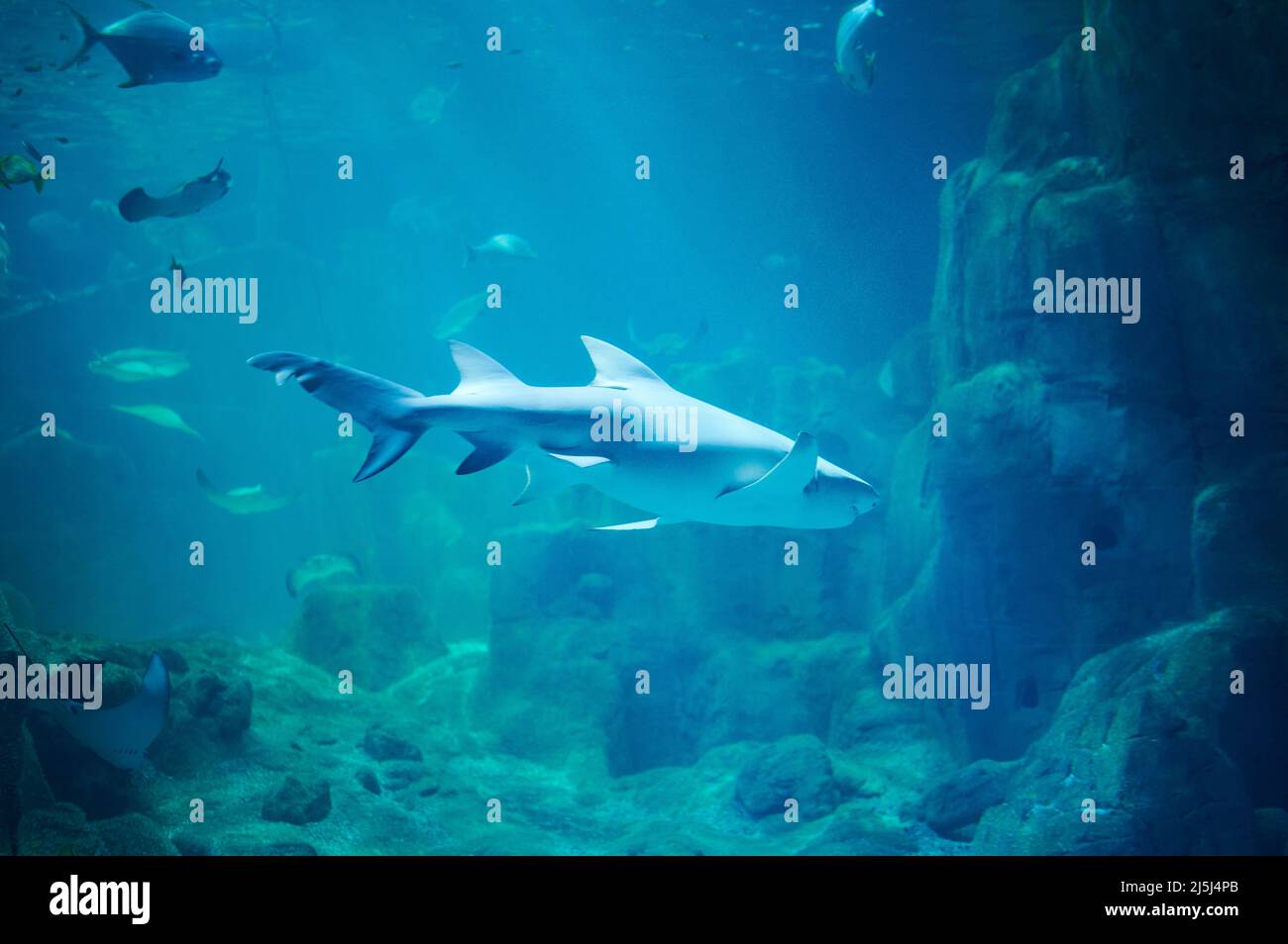 Hai schwimmen im großen Aquarium mit sauberem tiefblauem Wasser Stockfoto