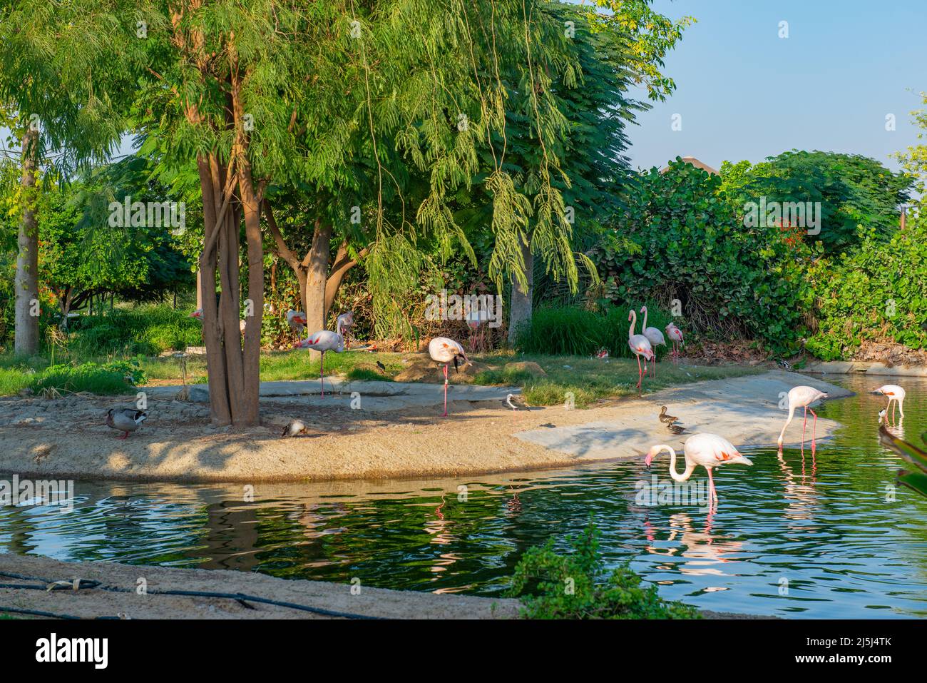 Viele rosa Flamingos leben auf dem See im Zoo Stockfoto