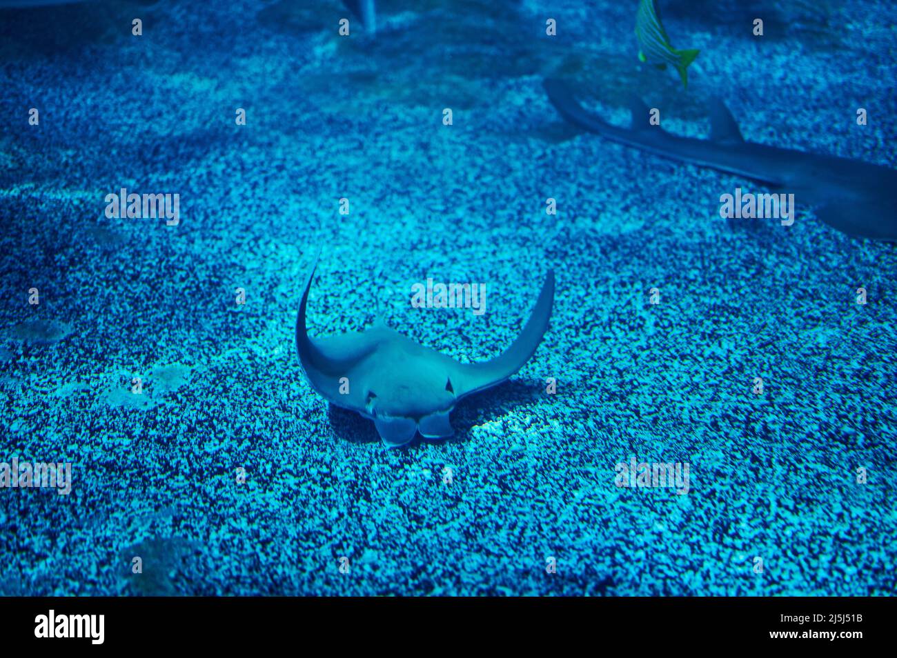 Stachelrochen suchen auf dem Boden im blauen Wasser nach Futter Stockfoto