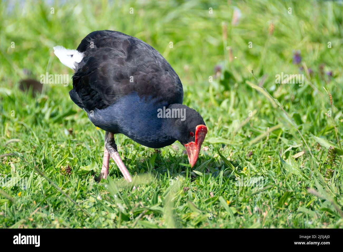 Pukeko, Waikanae, Kapiti District, North Island, Neuseeland Stockfoto