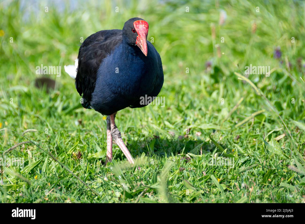 Pukeko, Waikanae, Kapiti District, North Island, Neuseeland Stockfoto