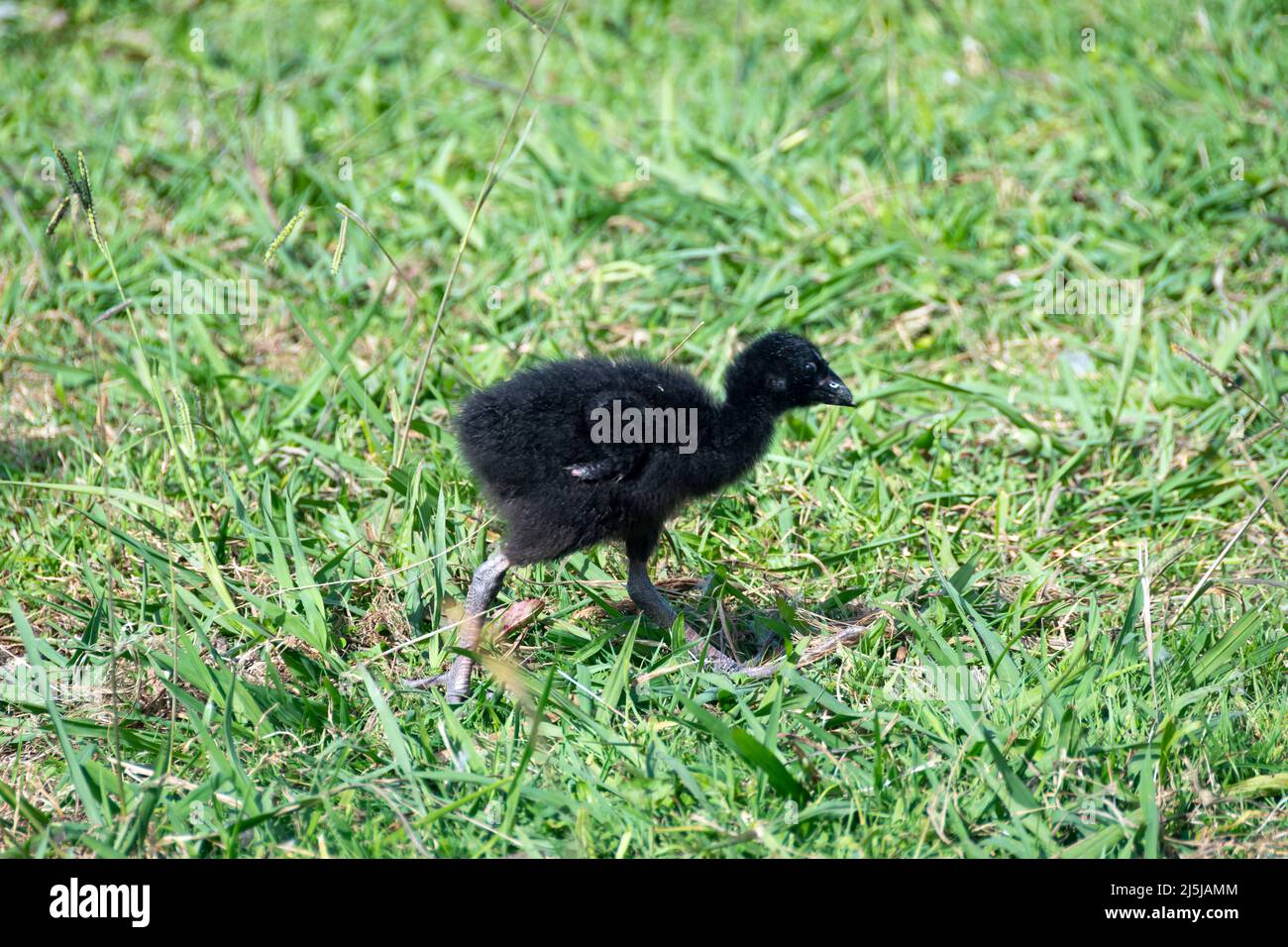 Pukeko, Waikanae, Kapiti District, North Island, Neuseeland Stockfoto