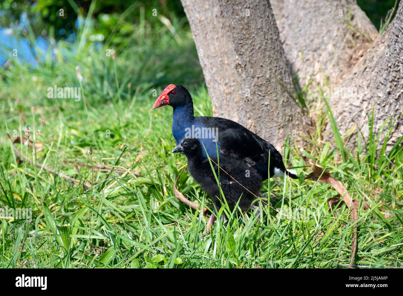 Pukeko, Waikanae, Kapiti District, North Island, Neuseeland Stockfoto