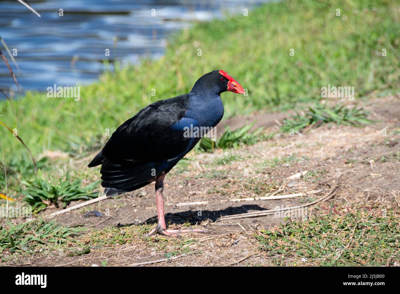 Pukeko, Waikanae, Kapiti District, North Island, Neuseeland Stockfoto