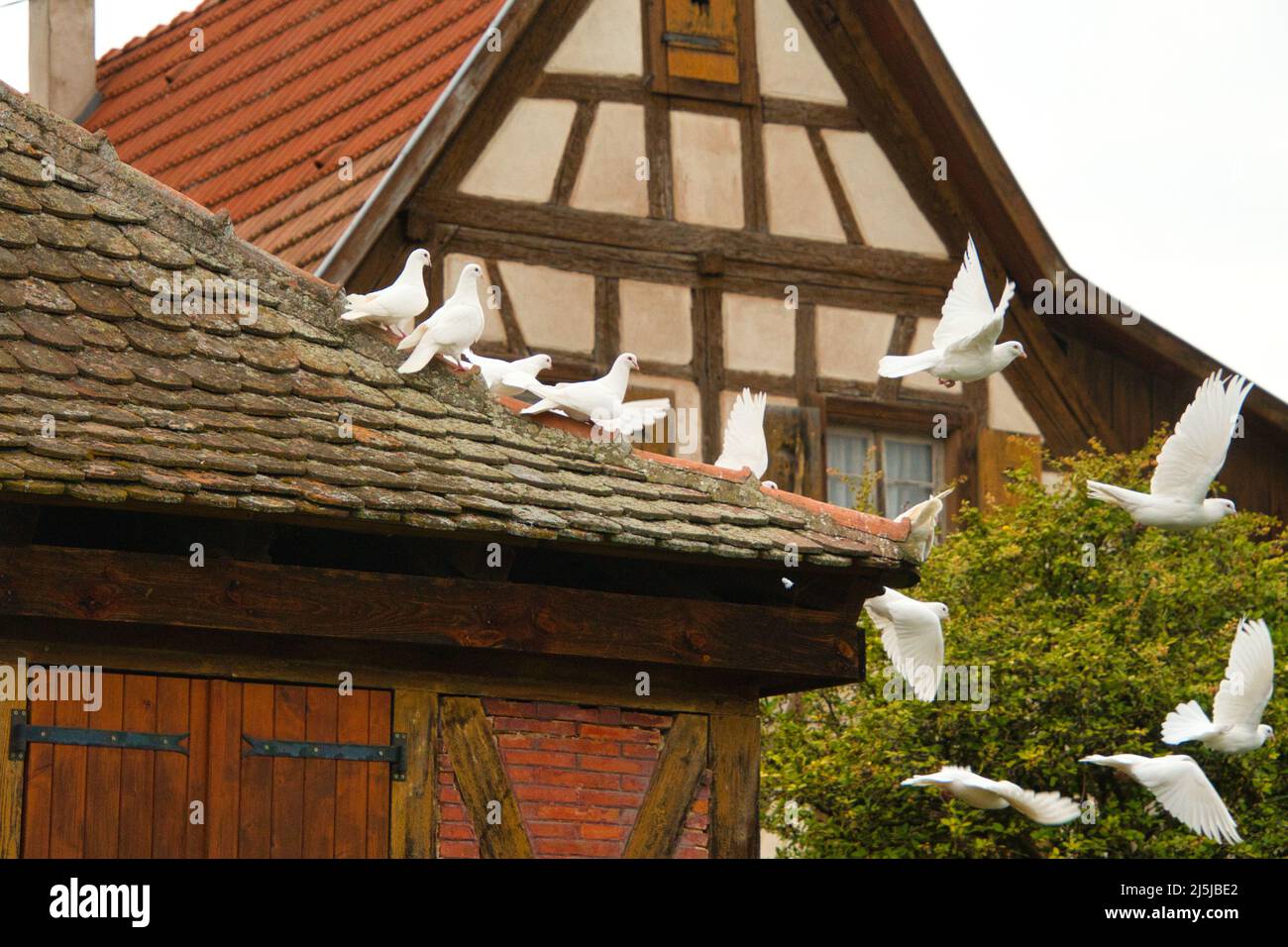 Weiße Tauben in Dambach la Ville im elsass in Frankreich Stockfoto