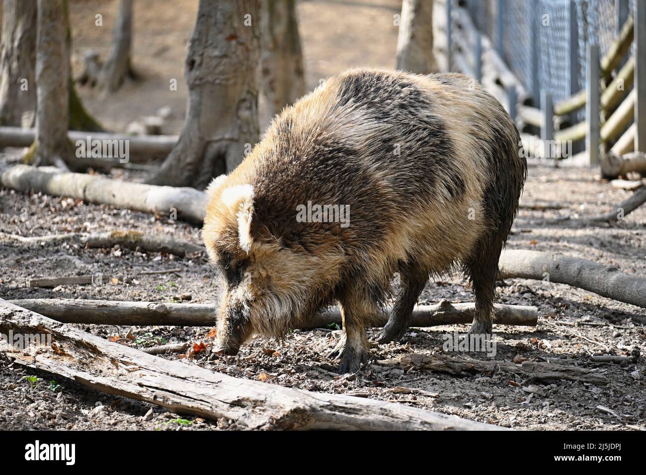 Wildschwein im Wald. Farbenfroher Naturhintergrund. Stockfoto