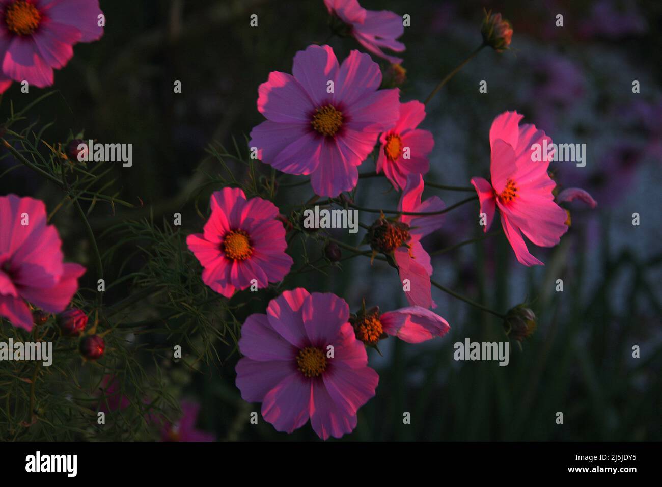 Pink Cosmos blüht im Abendlicht Stockfoto