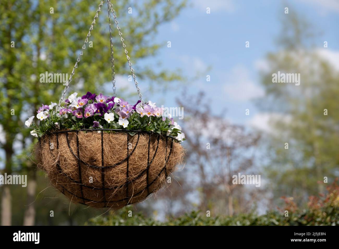 An einer Kette hängt ein Korb mit Metallrahmen und bunten Veilchen vor einem frischen frühlingsblauen Himmel Stockfoto