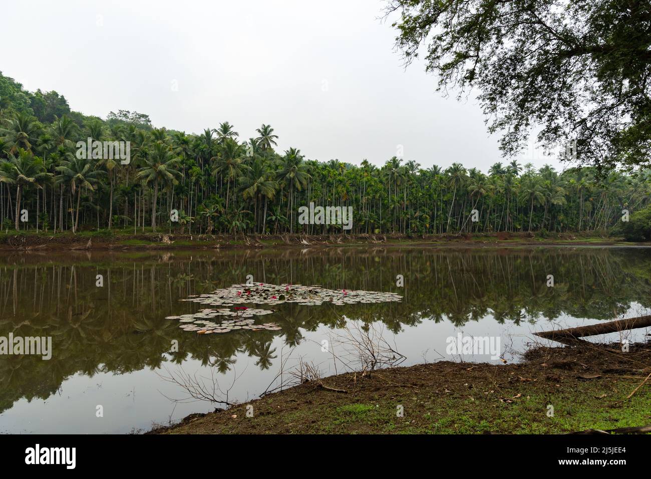 Schöne Aussicht am frühen Morgen auf Shri Vijayadurga Tempel See bei Querim, Ponda, Goa Stockfoto