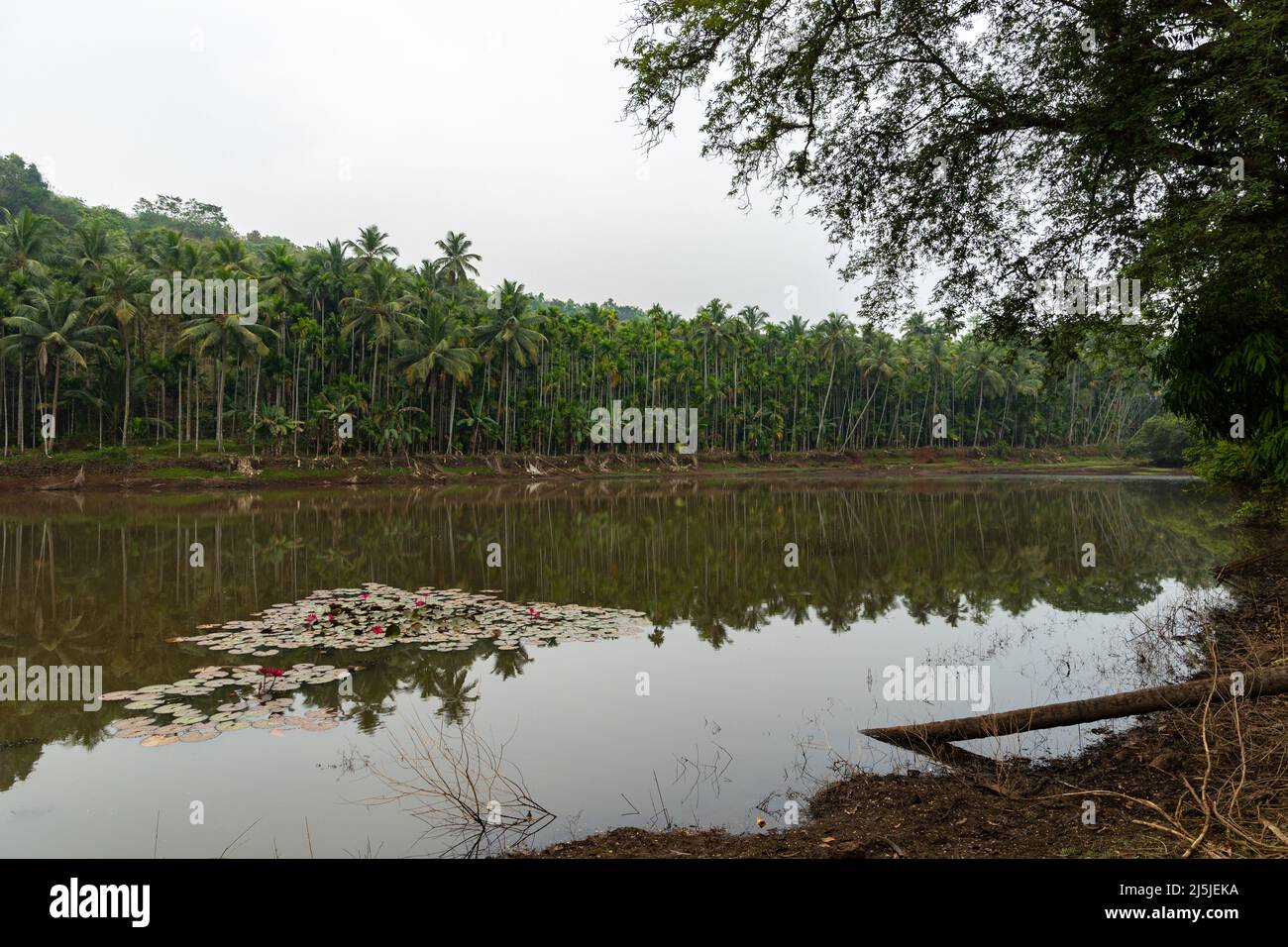 Schöne Aussicht am frühen Morgen auf Shri Vijayadurga Tempel See bei Querim, Ponda, Goa Stockfoto