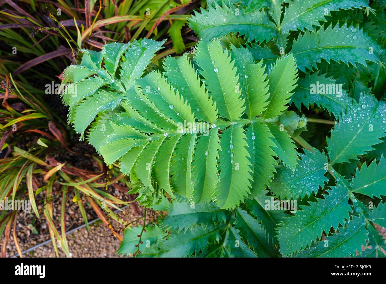 Melianthus major (Honigblume) Blätter mit Tau bedeckt Stockfoto