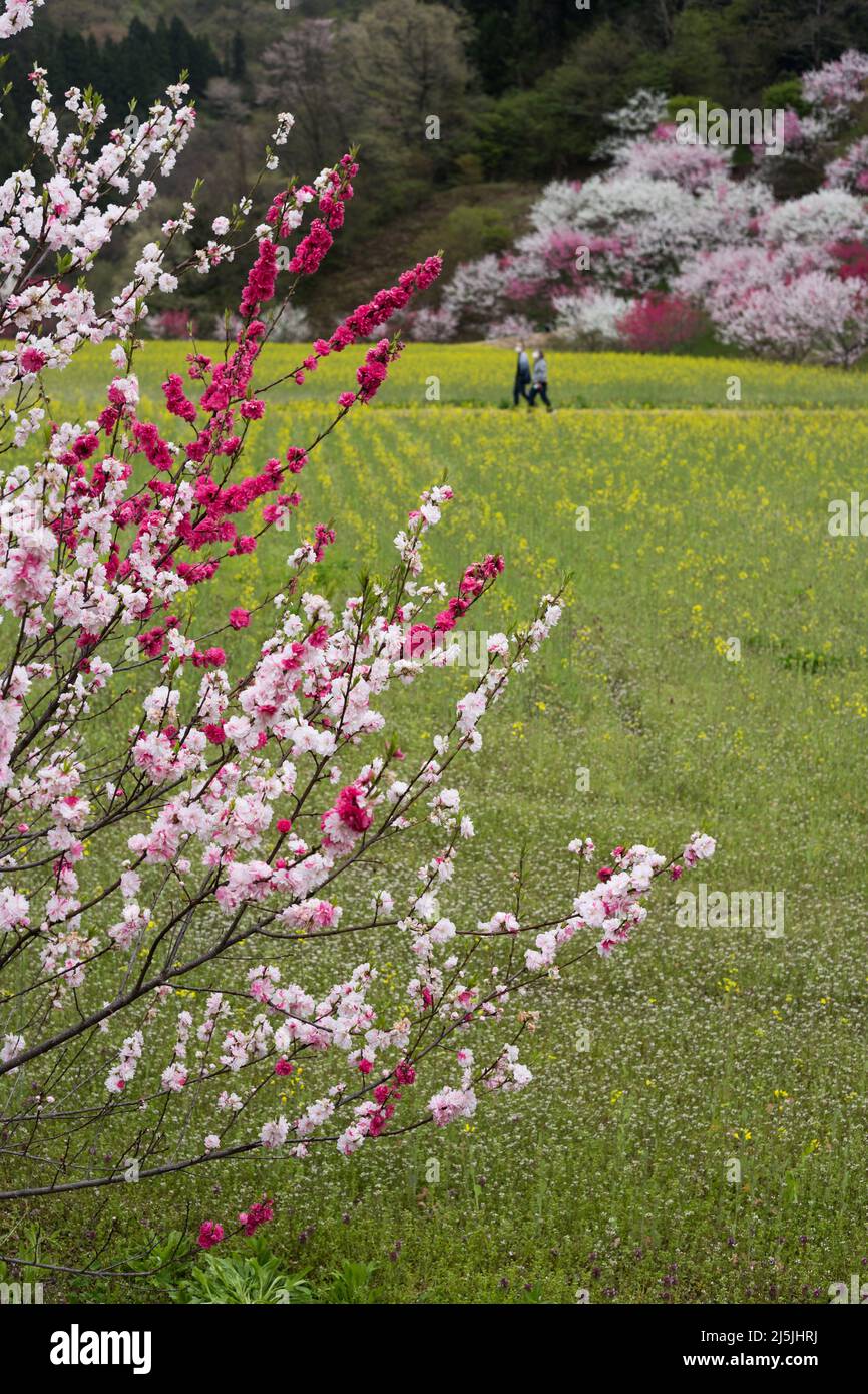 achi Village, nagano, japan, 2022/23/04 , Achimura Village in Nagano
