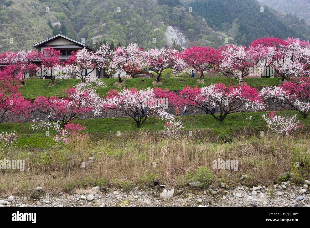 achi Village, nagano, japan, 2022/23/04 , Achi-mura Village in Nagano ist einer der besten Orte, um Pfirsichblüten zu sehen. Achi-mura in der Präfektur Nagano Stockfoto