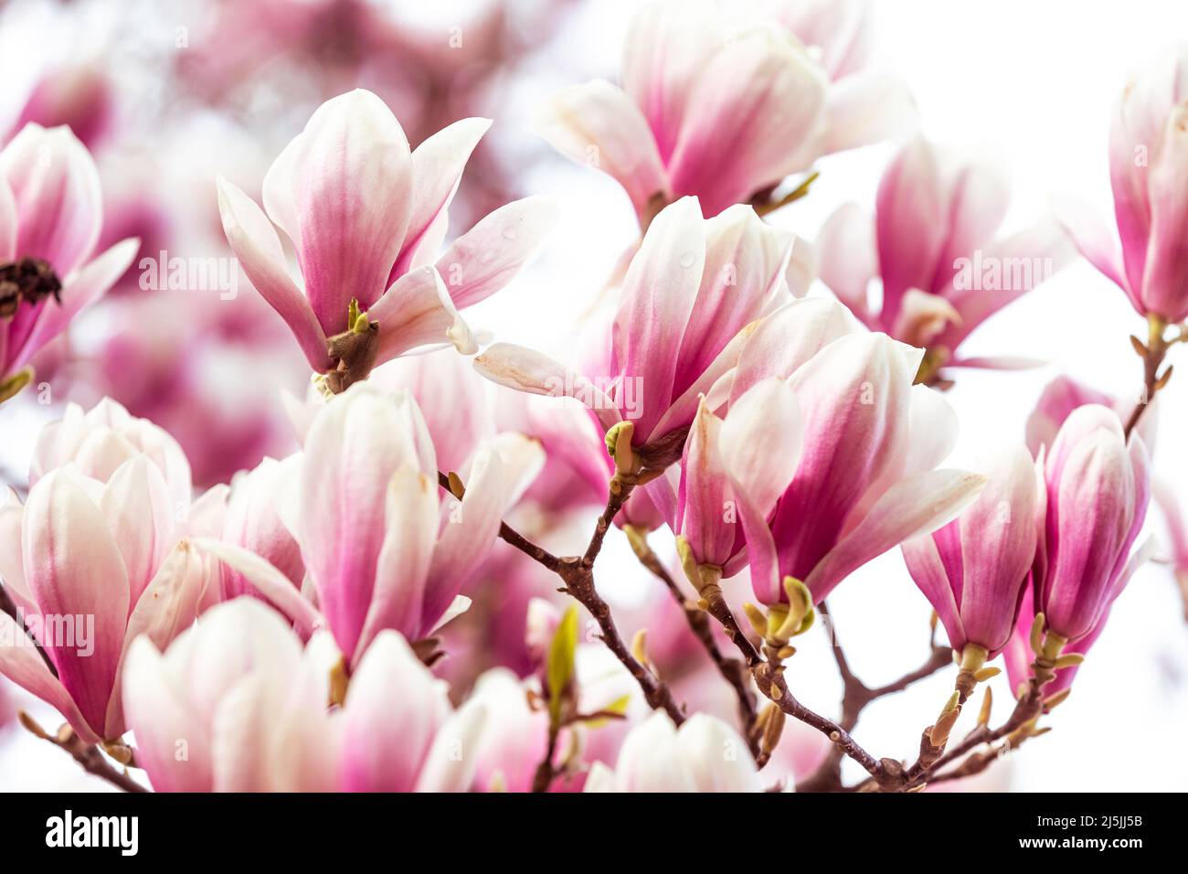 Frühling floralen Hintergrund, schöne blühte Licht, rosa Magnolien Blumen in weichem Licht, selektive Fokus, Naturkonzept Stockfoto