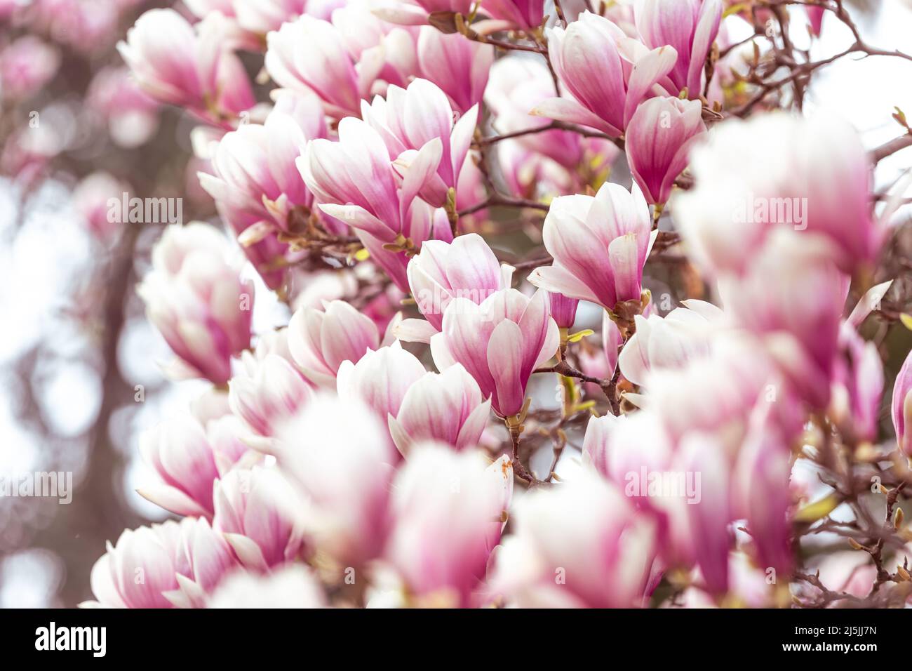 Frühling floralen Hintergrund, schöne blühte Licht, rosa Magnolien Blumen in weichem Licht, selektive Fokus, Naturkonzept Stockfoto