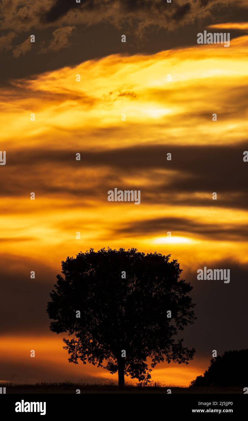 Sonnenuntergang mit bewölktem orangefarbenem Himmel und isoliertem Baum, vertikale Zusammensetzung Stockfoto