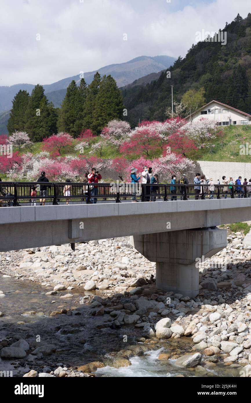 achi Village, nagano, japan, 2022/23/04 , Achi-mura Village in Nagano ist einer der besten Orte, um Pfirsichblüten zu sehen. Achi-mura in der Präfektur Nagano Stockfoto