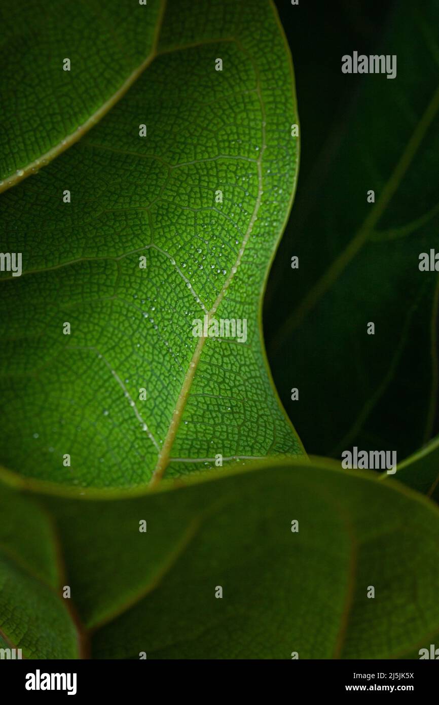 Nahaufnahme eines leuchtend grünen Blattes mit Tau auf dem Blatt. Stockfoto