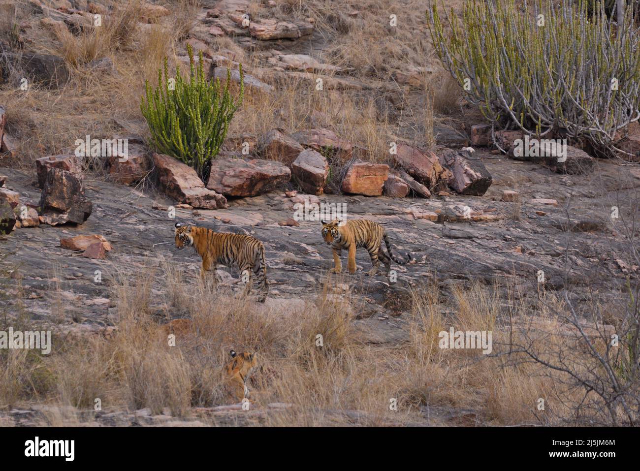 Bengalische Tiger (Panthera tigris tigris) im Ranthambhore-Nationalpark Stockfoto