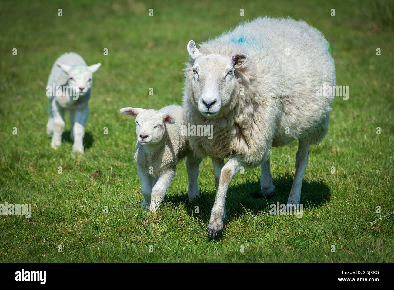 Mutter Schafe mit Zwillingslämmern. Stockfoto