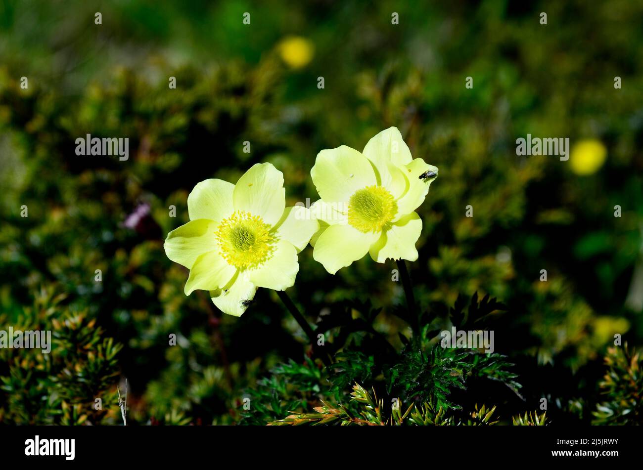 Österreich, Tyrol, alpine Passeblume alias alpine Anemone Stockfoto